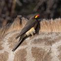 Yellow-billed Oxpecker.jpg